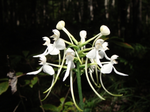 A close up photograph of a White Fringeless Orchid