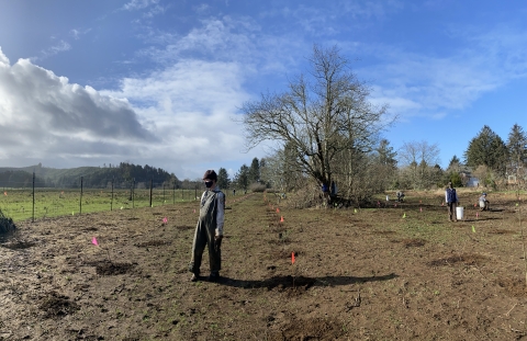 A view of a restoration area, the site is prepped for planting trees and flagged to mark where trees will go. 