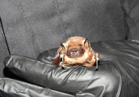 An ʻōpeʻapeʻa is being held by a black latex glove. 