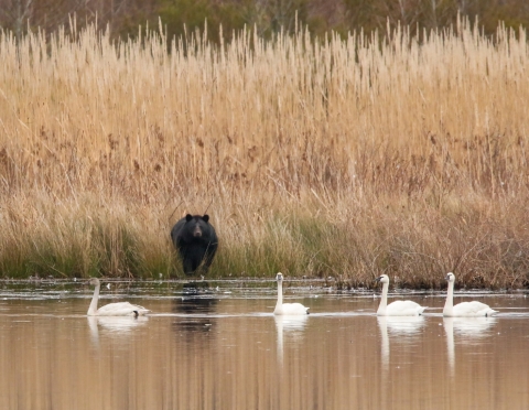 Black bear looking from shore at 4 white tundra swans out of reach on the water