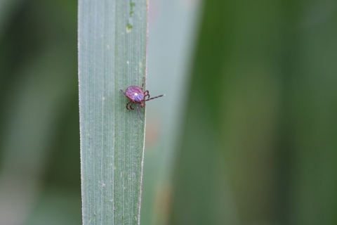 Close up of a purplish red female lone star tick on grass. 