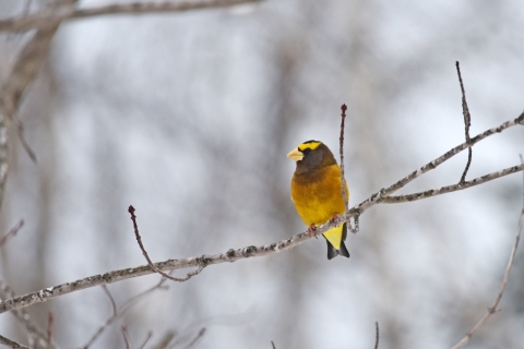 Evening grosbeak on branch with snowy background