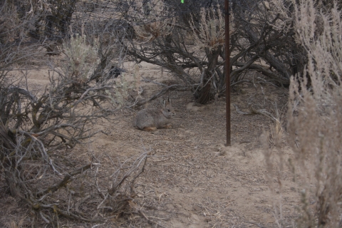 A small brown rabbit in the dry sagebrush landscape