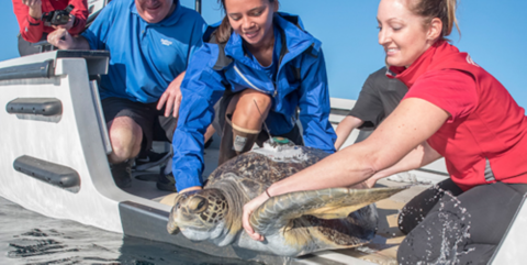 Several people lower a sea turtle into the water from a small boat. 