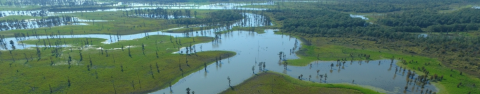 An aerial view of wetland at Felsenthal National Wildlife Refuge