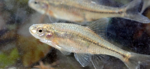 two silvery golden fish in water