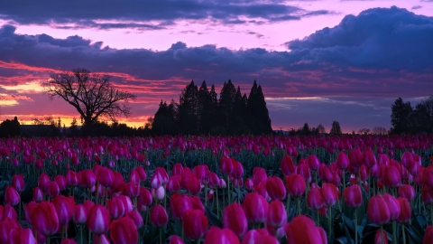 Tulip farm in bloom with clouds and sunset in the distance.