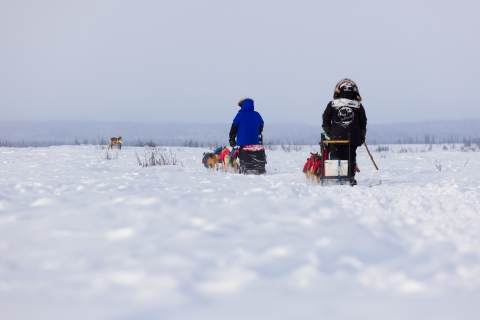 Two dogsled teams cross open tundra with a caribou in the background