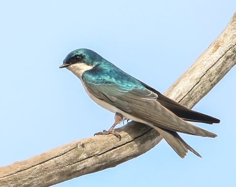 Iridescent blue, white, black and gray tree swallow standing on tree branch