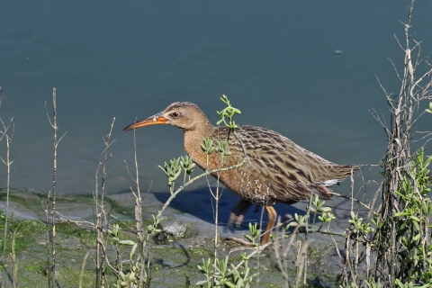 Yuma Ridgway's rail standing in water