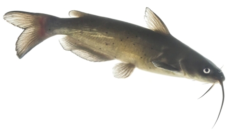 a fish with barbels that look like whiskers 