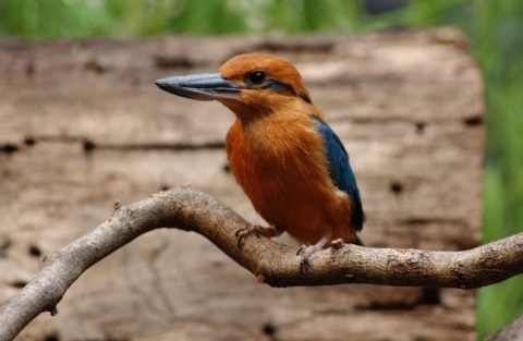 A sihek stand on a branch. It is cinnamon orange with metallic blue wings and tail. It's beak is large and black and it has a metallic blue stripe retreating from its eye like mascara.