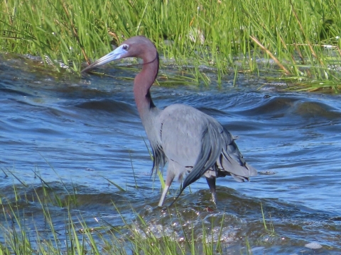 Long-billed blue and purple-necked bird on stilted legs stands in blue shallow water