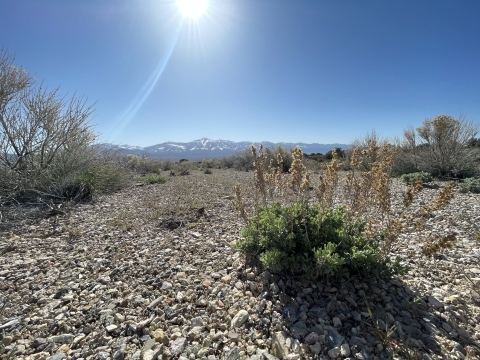 A close up image of a small sagebrush plant growing in gravel under a sunny blue sky with snow-covered mountains in the background. 