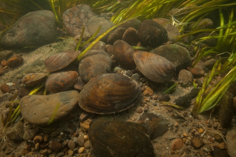 A group of mussels on sea floor. 