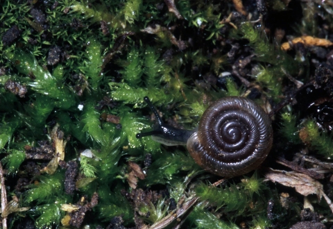 An Iowa Pleistocene snail