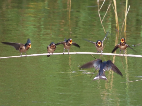 5 young fledgling barn swallows lined up left to right standing on a branch hanging over green water as adult swallows swoop with food