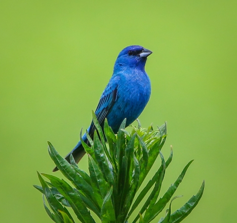 Bright blue indigo bunting perched atop bright green-leafed branch