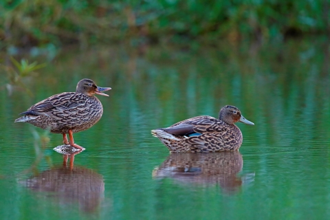 Pair of Hawaiian ducks