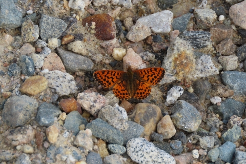 An orange-and-black butterfly sits on a rocky path