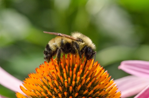 A side profile of a yellow and black fuzzy bumblebee perched on top of the orange spiked flowerhead with the pink petals of the purple cone flower and blurred green vegetation in the background