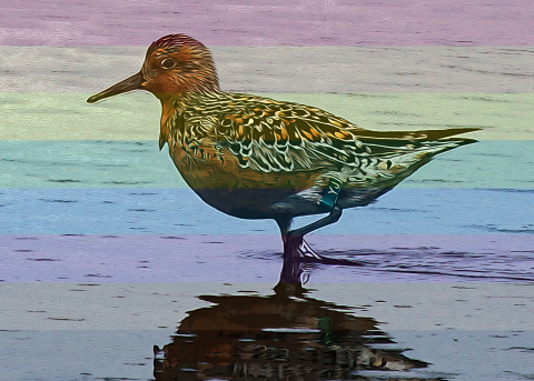 Artistic photo of a red knot standing in water with semi-transparent rainbow flag in background