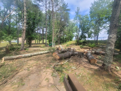 The recovery crew processed dozens of trees