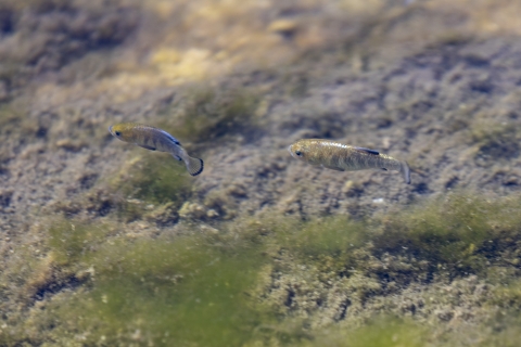 two small fish swimming with green moss in the background