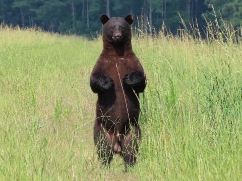 Black bear standing tall on hind feet in a field of green grass