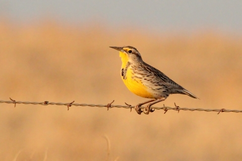 western meadlowlark 