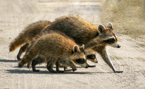 A family of raccoons walk across a dirt road