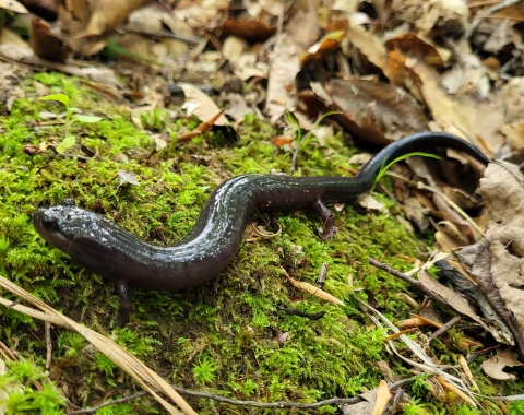 Red Hills Salamander on green moss with leaf litter in the background