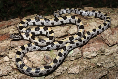 Short-tailed snake on a large tree stump