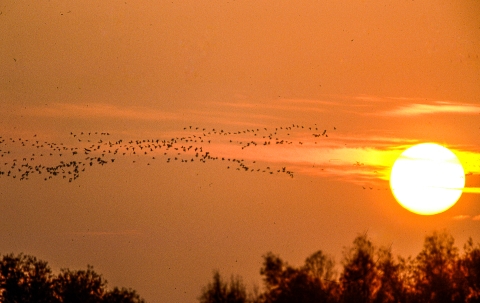 Migrating birds at sunset