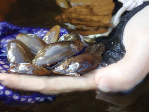 Close up photo of multiple green and brown mussels in a person's hand