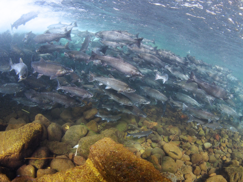 Underwater view of a large group of salmon above a rocky ground. 