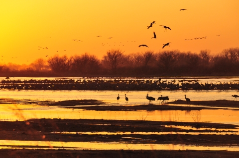 Sandhill cranes at sunset