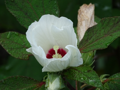 One white cup-shaped flower with crimson base sounded by green leaves