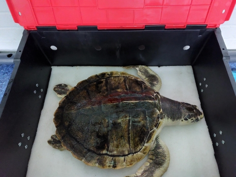 Tally Kemp's Ridley Sea Turtle