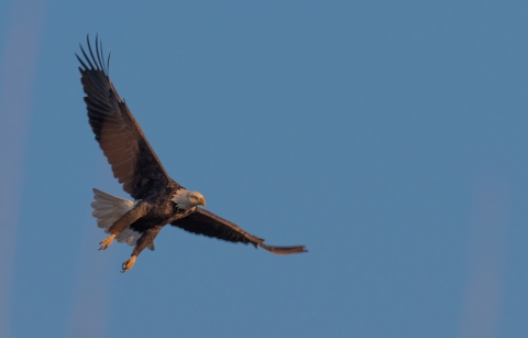 Bald eagle in flight