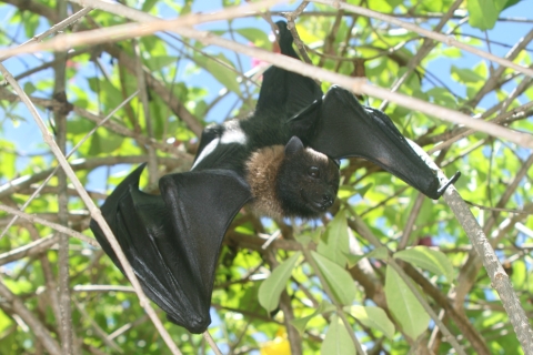 Picture of a Mariana fruit bat hanging from a tree 