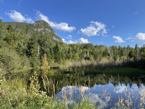 A pond surrounded by trees under blue skies