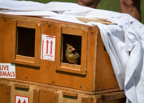 Image of a northern cardinal, one of the species of birds recovered during the investigation into migratory songbird trafficking