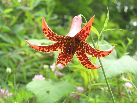 Orange lily flower with dark orange spots with green vegetation behind