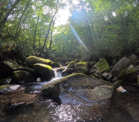 An picture showing water cascading over rocks in a forested mountain stream.