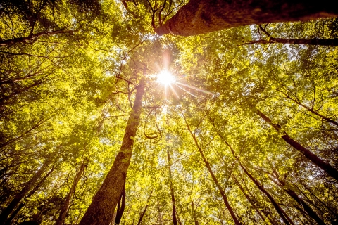 view looking up of tree trunks and branches with leaves with sun shining through