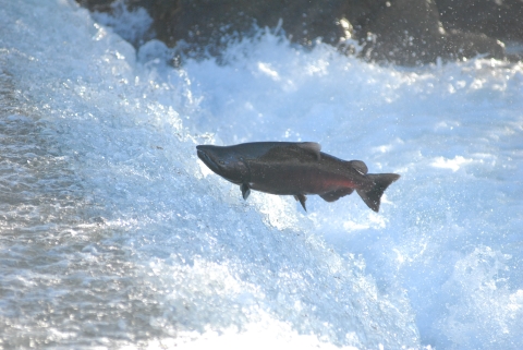 A large salmon with a red underbelly soars over the whites of rapid waters.