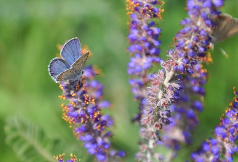 Karner blue butterfly male on leadplant