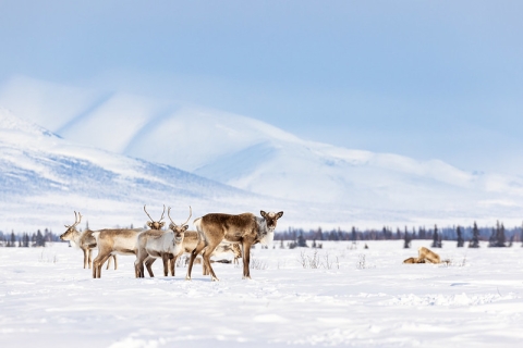 A half-dozen caribou stand amidst snow in Selawik Refuge. Mountains rise in the back, and a faint treeline is visible in the background.