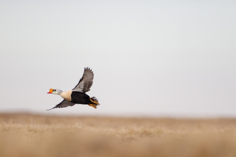 King eider flying over tundra